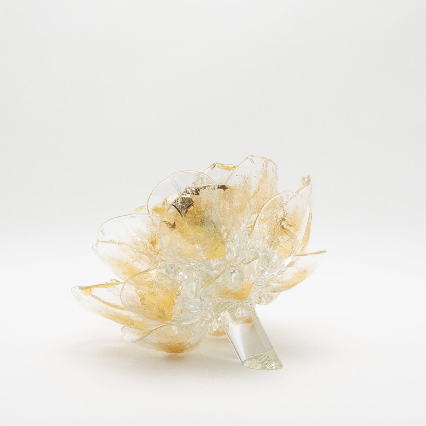 Champagne Lotus by Martin Blank