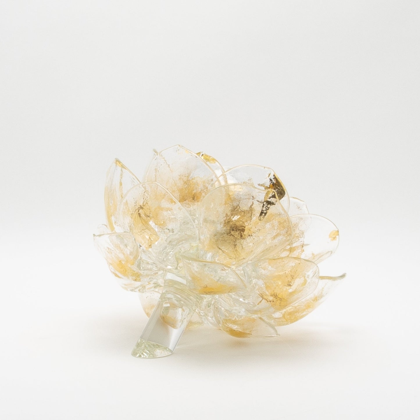 Champagne Lotus by Martin Blank