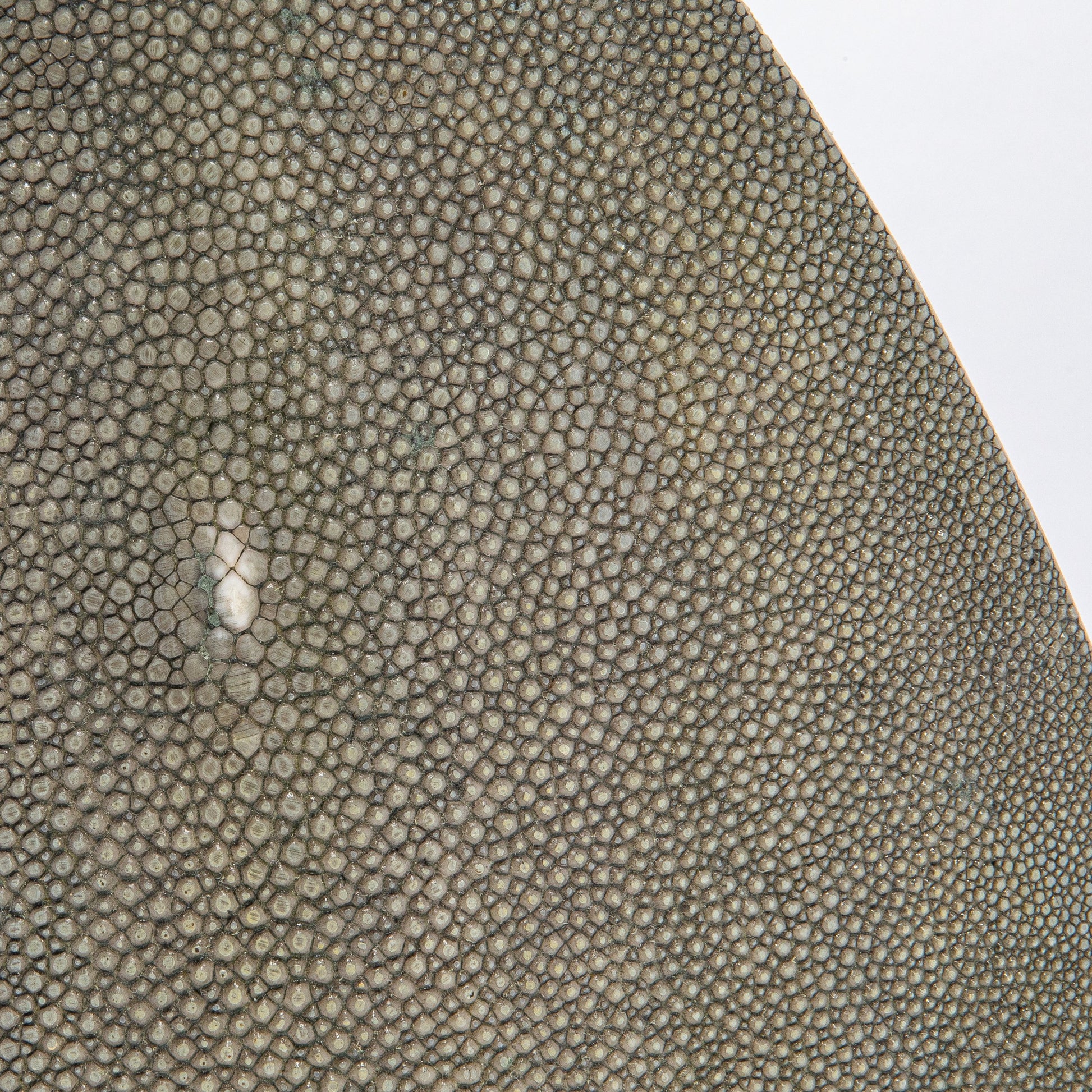 Side Cut Vase in Grey Shagreen by R&Y Augousti